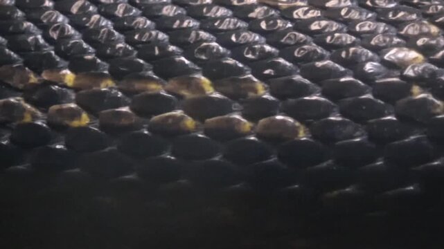 Closeup shot of the living snake skin, beautiful texture. 4K