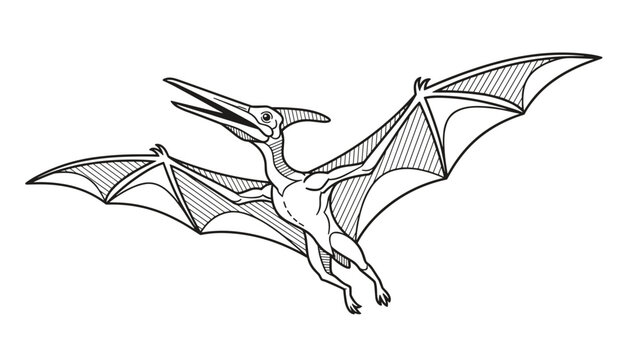 Detailed black and white line art sketch of a flying pterodactyl dinosaur with wide wingspan on a white background.