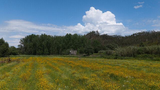 Aerial view of a vibrant field filled with yellow wildflowers, bordered by lush green trees and a small stone structure under a bright blue sky with fluffy white clouds in Portugal.