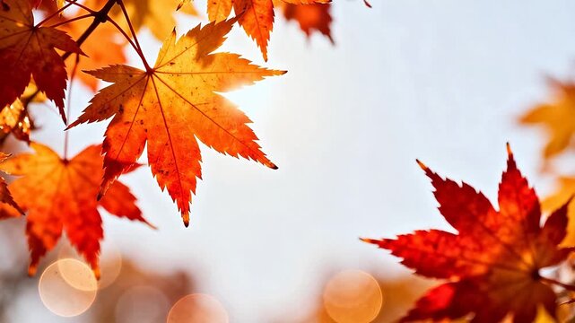 Autumn leaves in sunlight
