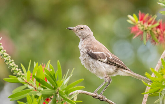 The Next Songster-Juvenile Northern Mockingbird