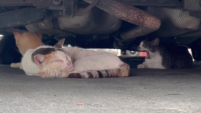 stray cats sleeping under a car in san juan puerto rico