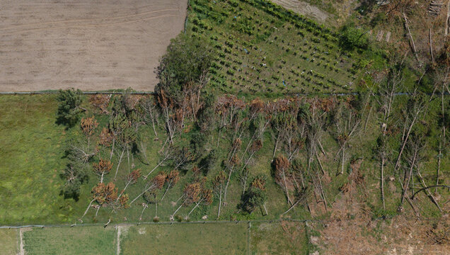 Aerial view of fallen trees scattered across a green field following a heavy storm, with visible damage to the forest edge and adjacent agricultural land in Portugal.