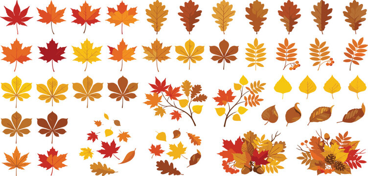 Autumn fall leaves collection vector set with maple oak chestnut foliage branches bouquets isolated