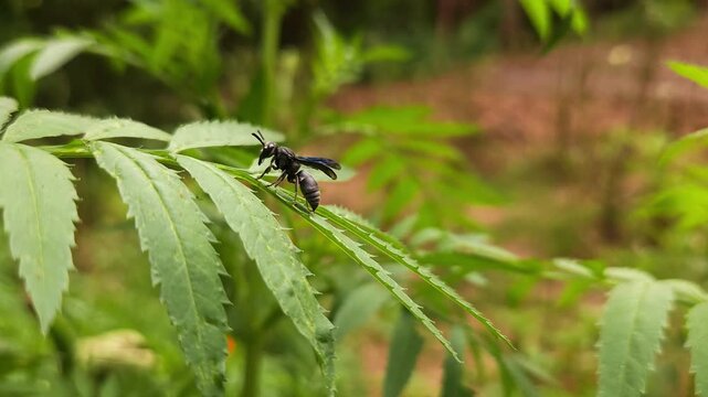 Black Potter Wasp Resting on Green Leaf, Extreme Macro Close Up of Solitary Wasp, Wildlife, Nature, Biodiversity, Entomology