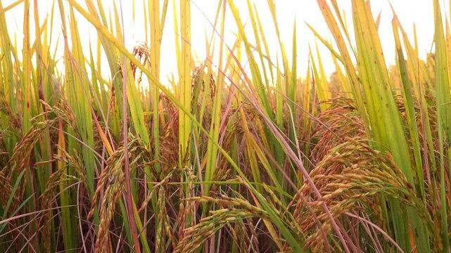 low-angle footage of a golden sunset shining through green rice plants in a paddy field in rural India. Warm evening sunlight illuminates rice leaves, creating a peaceful agricultural landscape scene