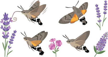 Hummingbird Hawk Moth Vector Asset Set with Flying Poses, Feeding Proboscis, Lavender Flowers, and Purple Blossom Elements for Botanical Nature and Insect Graphic Designs © tanjina