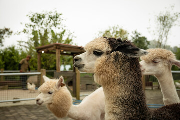 Obraz premium Three alpacas stand in a ranch environment with greenery
