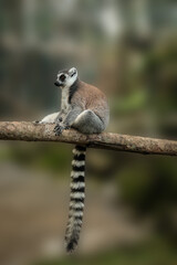 Fototapeta premium Ring-tailed lemur rests on a wooden branch in nature