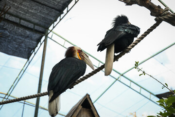 Two hornbills resting on a thick rope inside a spacious aviary © Atlas