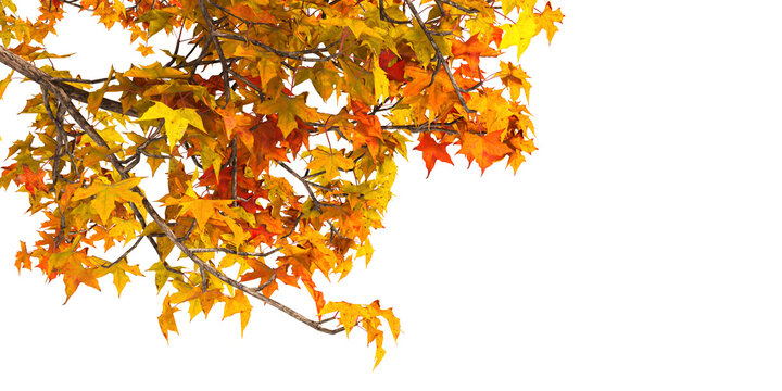 Autumn Maple Leaves Border Isolated On White Background, Horizontal Banner