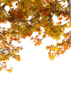 Vertical Autumn Maple Branches Border Isolated On White Background