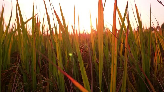 low-angle footage of a golden sunset shining through green rice plants in a paddy field in rural India. Warm evening sunlight illuminates rice leaves, creating a peaceful agricultural landscape scene