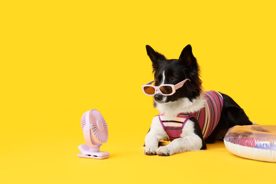 Cute Border Collie dog with portable electric fan, inflatable ring and swimsuit lying on yellow background