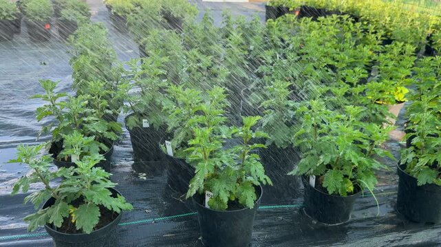 Nursery watering green chrysanthemum plants in pots