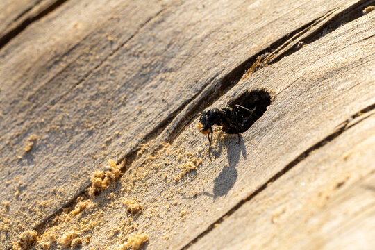 Black carpenter ant (Camponotus) emerging from a hole in a wooden plank, carrying sawdust. 