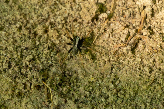 Wolf spider (Pardosa) camouflaged on a sandy soil.