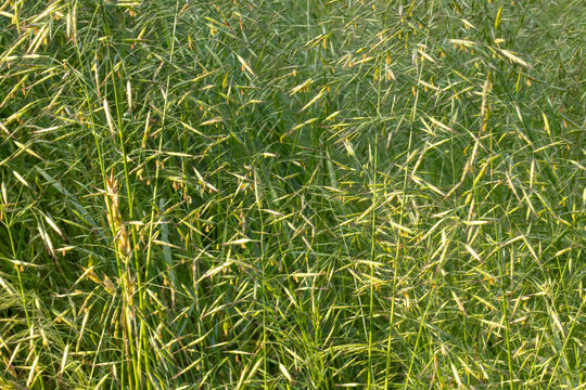 Dense green wild brome grass (Bromus japonicus) meadow in summer. Natural herbal background, lush wild cereal grass texture.