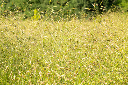 Wild brome grass (Bromus japonicus) or wild oats field blooming in summer countryside. Natural golden green meadow background.
