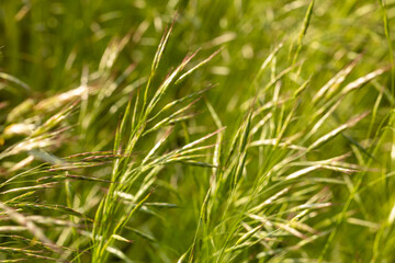 Obraz premium Field brome grass (Bromus arvensis) blooming in a wild green meadow in summer sunlight. Macro abstract nature background of wild cereal crop.