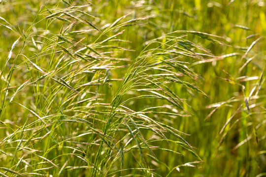 Field brome grass (Bromus arvensis) blooming in a wild green meadow in summer sunlight. Macro abstract nature background of wild cereal crop.