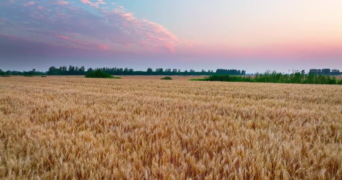 Wide aerial view of golden wheat fields at sunset during harvest time