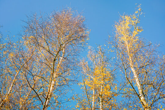 Looking up through a golden autumn forest canopy toward a clear blue sky from forest floor, Mount Macedon, Victoria, Australia