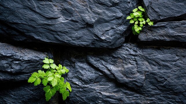 Green plants growing through cracks in dark stone wall, resilience and strength of nature overcoming adversity concept