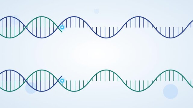 Animated DNA double helix unwinding into separate strands for replication.