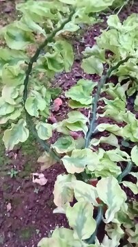 Zigzag Plant with Unique Angular Stems in Natural Light