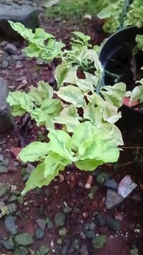 Zigzag Plant with Unique Angular Stems in Natural Light