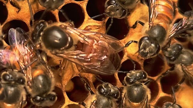 Queen Honey Bee Surrounded by Worker Bees on Natural Honeycomb Inside Beehive, Colony Behavior, Apiculture, Pollination, Honey Production, Macro Wildlife