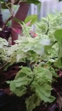 Zigzag Plant with Unique Angular Stems in Natural Light