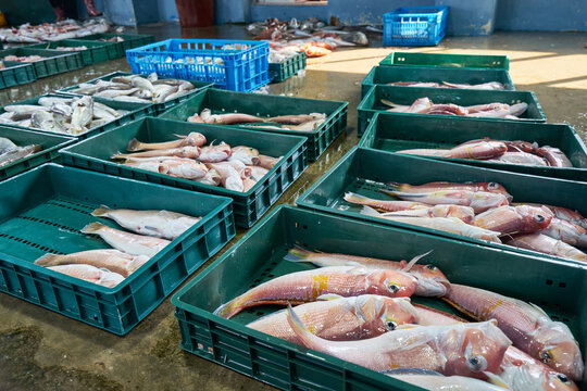 A bustling Jeju fish market scene featuring crates of freshly caught red tilefish, or Okdom. The wide shot shows rows of fish ready for auction, while the close-up highlights their pristine quality.