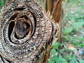 Fototapeta premium The surface of a felled banana tree trunk.