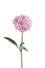 Pink peony flower blooming isolated white background © vetre