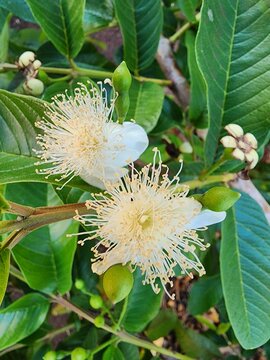Psidium guajava (guava, common guava) with white petals and long yellow-tipped stamens, thriving in sunny spots with broad green leaves and woody stems in natural roadside settings.