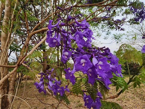 Jacaranda cuspidifolia (blue jacaranda, fern tree) with trumpet-shaped purple flowers and white centers, thriving in sunlit landscapes with airy branches and lush fern-like foliage.