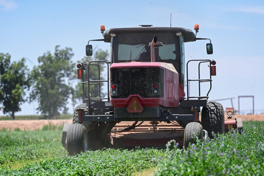 Self propelled windrower harvesting an alfalfa field, representing modern agricultural production, forage harvesting, and commercial farming operations