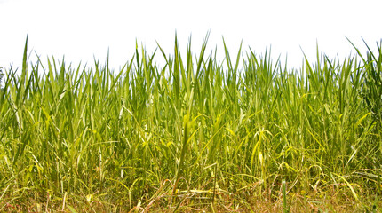 Obraz premium Long strip of lush green grass, isolated on transparent background, fresh natural border, detailed lawn texture