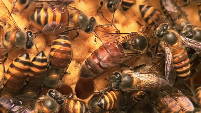 Queen Honey Bee Surrounded by Worker Bees on Natural Honeycomb Inside Beehive, Colony Behavior, Apiculture, Pollination, Honey Production, Macro Wildlife