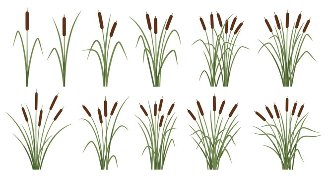 Detailed illustrations of cattail plants and reeds in various growth stages and cluster sizes suitable for nature, swamp, and pond environment designs.