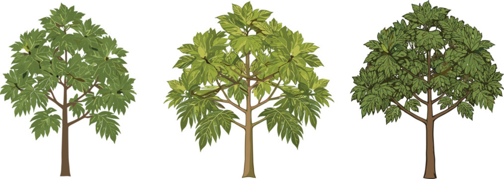 Breadfruit Trees Botanical Illustration Set, Tropical Foliage, Green Leaf Tree Collection, Perfect for Nature, Agriculture, Garden, and Food Projects