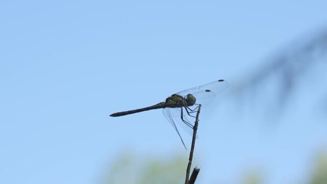 Dragonfly resting on a twig against a clear blue sky