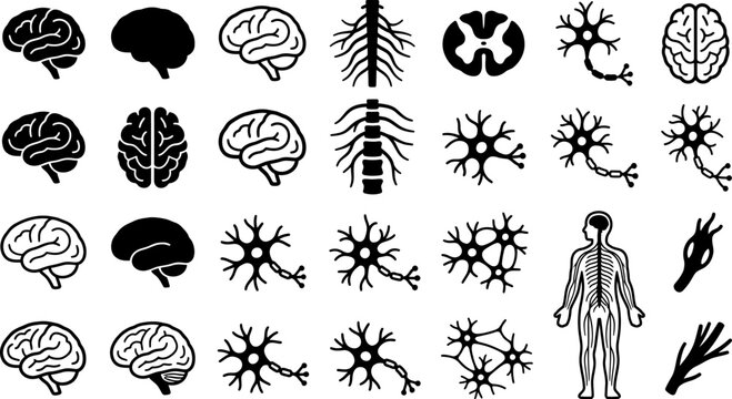 Black and white illustrations of human brain and nervous system anatomy