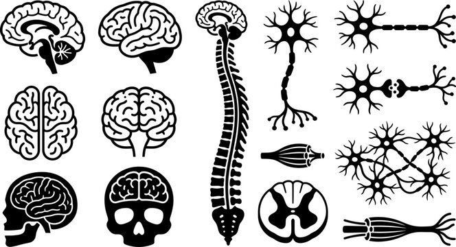 black and white illustrations of human brain and neuron anatomy for medical education and science concepts