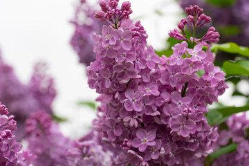 Fototapeta premium Lilac Cluster with Soft Purple Blossoms