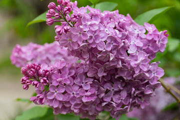 Fototapeta premium Lilac Cluster with Soft Purple Blossoms