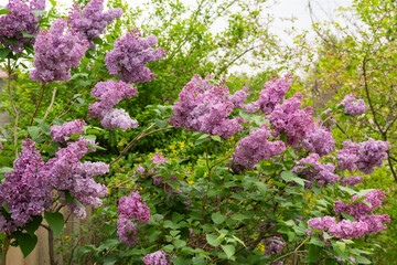Obraz premium Blooming Purple Lilac Flowers in Spring Garden