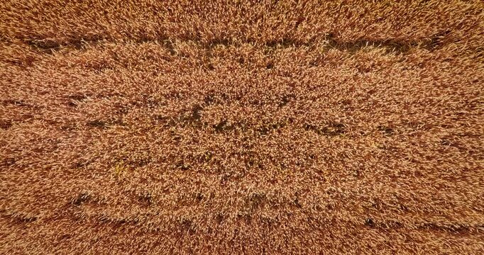 Top down aerial view of ripe golden wheat fields ready for harvest